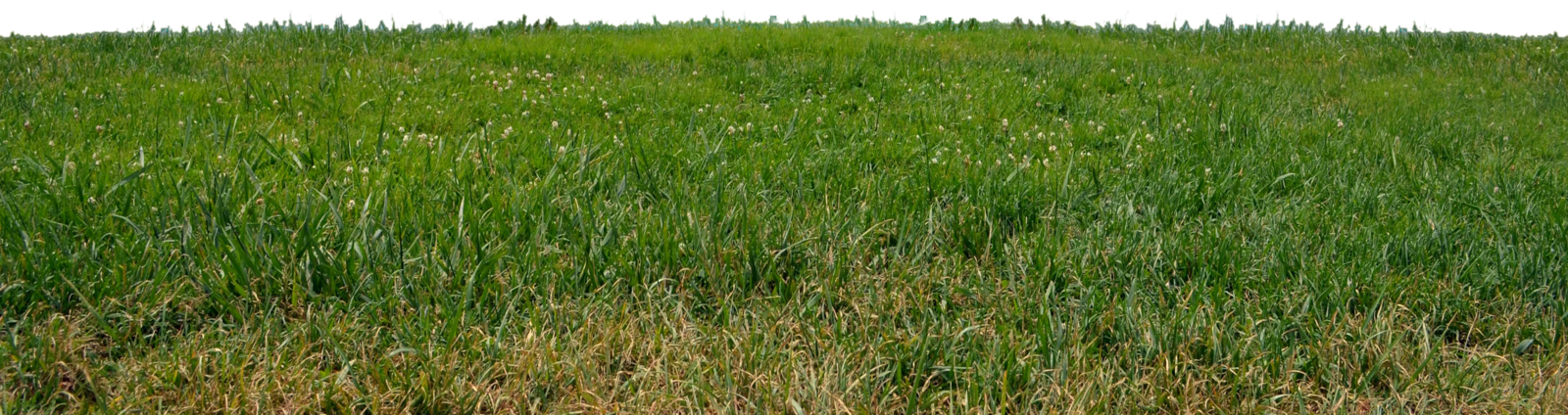 grass banner